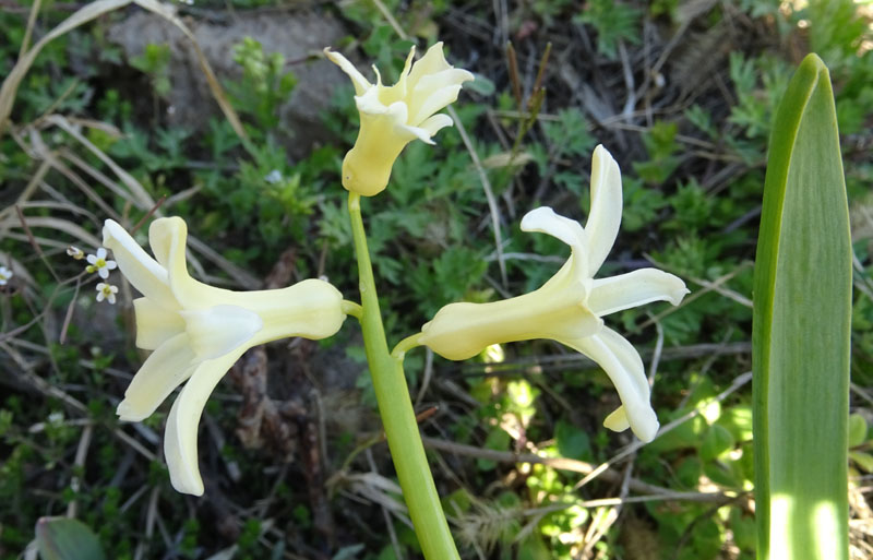Hyacinthus sp.